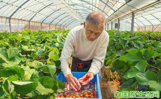 想靠种植草莓发家致富，种植户或要注意这几点，关乎产量和销路