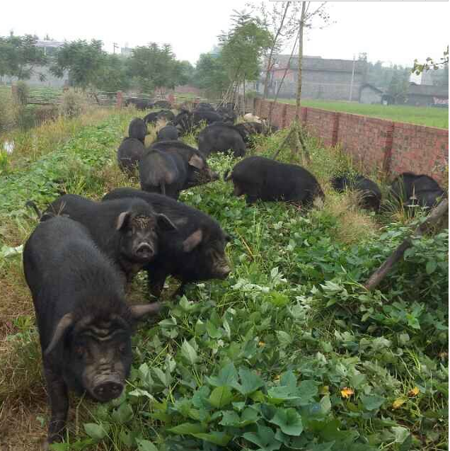 原生态猪养殖场,眉山市彭山区黎明家庭农场